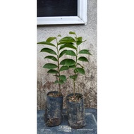 Anak pokok durian belanda brazil