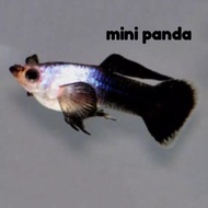 ikan guppy MINI PANDA SALE PERPAKET 50rb isi 8 EK /4 psg