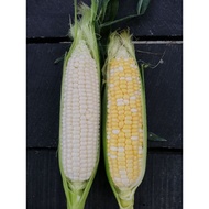 JAGUNG SUSU MANIS/JAGUNG MUTIARA (1-3 pcs Grade B)