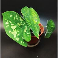 Caladium Askar / Keladi Askar