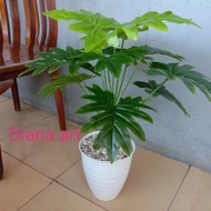 monstera latex#daun monstera#monstera philodendrum#monstera palsu