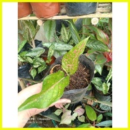 ☩ ☇◑ ❖ Aglaonema Varieties (Budget Price)