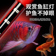 Golden Dragon Red Arowana Dedicated Color-enhancing Diving Light Three Base Color Magic Light Arowan