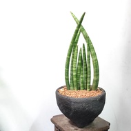 棒葉虎尾蘭 8株  連陶瓷花盆 植物 易種 風水 盆栽 Sansevieria cylindrica snake plant  合新手【實拍。只此一盆】
