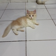 Kucing Kitten Munchkin Kaki Pendek Cebol Jantan Betina