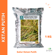 Padi Ketan Putih Gabah 1 KG