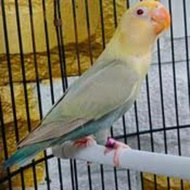 LOVEBIRD BIOLA PB PF ISTIMEWAH
