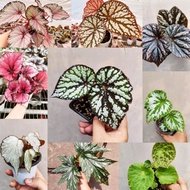 Free Shipping King of Longevity2October Begonia Indoor Green Plant Bamboo Joint Hot Plant Flower Orn