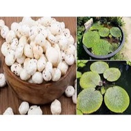 Phool Makhana (Lotus Seed/Fox Nuts) 50/100gm/250gm Makhana Phool (Lotus Seeds Fox Bean/) 50/100g (Bu