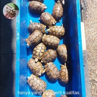 kura darat kinixys bell kura darat yg ada emgsel nya jarang masuk indo tetsudo family