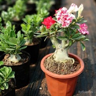 【Fresh seed】Desert rose seeds Adenium Obesum Seeds Four Seasons Easy to Plant Live Indoor Balcony Courtyard