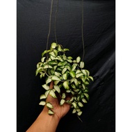 Sindo - Hoya Lacunosa Tricolor Bruno Live Plant 6UTBDZLRKJ