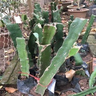 2 red-fleshed dragon fruit trees with soil gourd roots