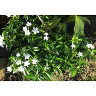 Pokok Bunga Jasmin Katik(landskap)