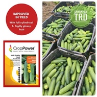 NEW STOCK 🔥 20GM - 100GM DC777 DC 777 BLACK STEEL Crop Power Biji Benih Timun Batang  Besar F1 Hybri