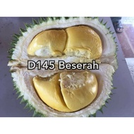 Anak Pokok Durian D145 Beserah