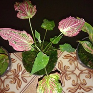tanaman hias terbaru, tanaman hias keladi wayang/keladi batik