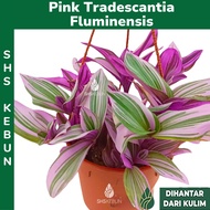 Pink Tradescantia Fluminensis Nanouk Live Plant SHS Kebun 婚礼吊兰