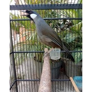 Burung Poksay Hongkong Jantan Rajin Bunyi Gacor