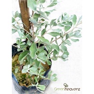 <Greenheavenz> Leucophyllum Frutescens Texas Sage Live Plant Pokok Blue Diamond 玉芙蓉