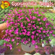 100% Original Mixed Colors Gypsophila Seeds 200pcs Seeds Benih Pokok Bunga Gypsophila Flower Seeds F