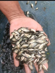 paket 100 Bibit Ikan Mujair