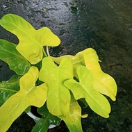 Chậu cây Violin vàng - Philodendron Violin Golden