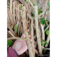 Always Promo SANCANG TREE CUTTINGS FOR BONSAI MATERIALS 45CM
