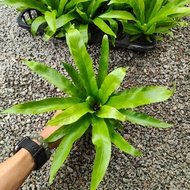 90s Greenovation Live Plant Asplenium Antiquum Fern 鸟巢蕨 P80