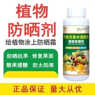 Plant Sunscreen Agent Citrus Sunscreen Medicine Anti-Sun Fruit Citrus Vegetable Fruit Tree Anti-Sun 