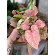 Tanaman hias sygonium pink-bunga hidup-tanaman hidup (Tanaman Hidup-Bu
