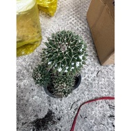 MAMI DURIAN CACTUS 7-8CM