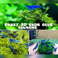 udang hias blue diamond paket 50 ekor