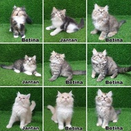 Terhangat Jual Kitten Persia Anak Kucing Angora Anggora Lucu Flatnose
