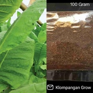 Biji Benih bibit Tembakau Besuki Na Oogsr 100 Gram
