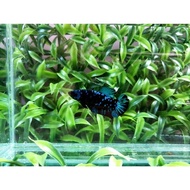 ikan cupang giant avatar female top grade notol murah