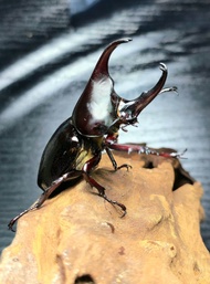 Beetle Xylorupes gideon (Pair)