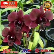 ( KNOP / SPIKE ) ANGGREK DENDROBIUM MAROON BATTA-sudah Knop/Spike-DENDROBIUM