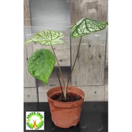 INDOOR PLANT - New Caladium rare - White Christmas for HOME/OFFICE decoration