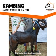 Hewan Kurban Kambing 45-50kg by Dangau DOmba Indonesia