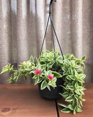PAKET 6 JENIS TANAMAN GANTUNG | APTENIA TEPLANT PORTULACA KRIBO JARUM VERBENA | TANAMAN HIDUP BUNGA