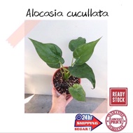 (GG real plant) alocasia cucullata  pokok keladi hidup hiasan rumah live indoor houseplant daun tumb