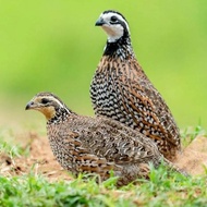 Puyuh Bobwhite Sepasang Burung Hias Aviary 