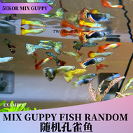 [5pcs] Mix Guppy Fish Random Color Live Fish Aquarium