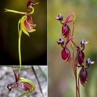 Perennial Plant Orchid Seeds 200pcs Flying Duck Orchid Flower Seeds Home  Garden Beautiful Bonsai Or