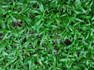 CARABAO GRASS LAWN SEEDS SACRED GARDEN