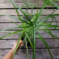 Cyperus alternifolius/ Pokok Akuatik/ Umbrella Papyrus dwarf/pond plant/water plant/aquatic plant