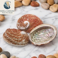 Big size red Abalone shells (Haliotis rubra Abalone shells) - Decorative Abalone shells in many size