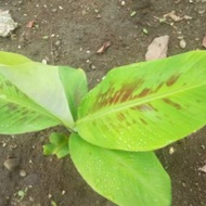 Bibit Buah Pisang Ambon Mini