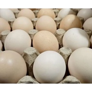 10 village chicken eggs